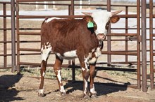 Gracie heifer 2408