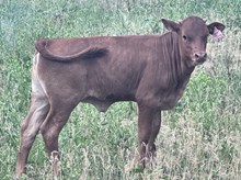 Cowgirl sue heifer calf